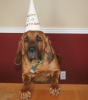 Webb 2.0 Birthday Hat