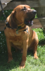 Webb-Countryhound-howling