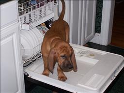 Webb dishwasher