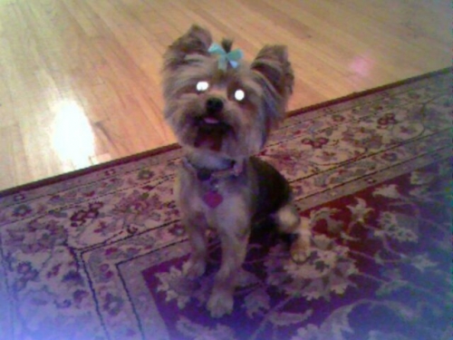 Andy-Griggs-Dog