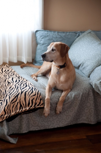 Rufus