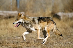 Cry wolf around problems for Storro Cry wolf around problems for Storro
