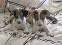 Allie and Josie