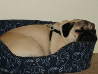 Angus
