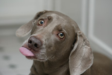 Darcy