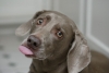 Darcy