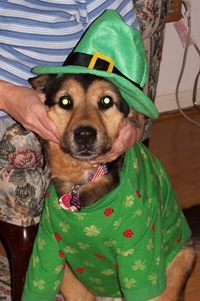 Taz