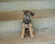 Teddy