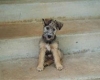Teddy