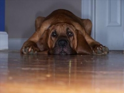 Webb Sad on floor