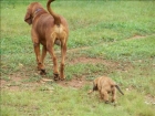 Webb Helps Other Dogs Webb Helps Other Dogs